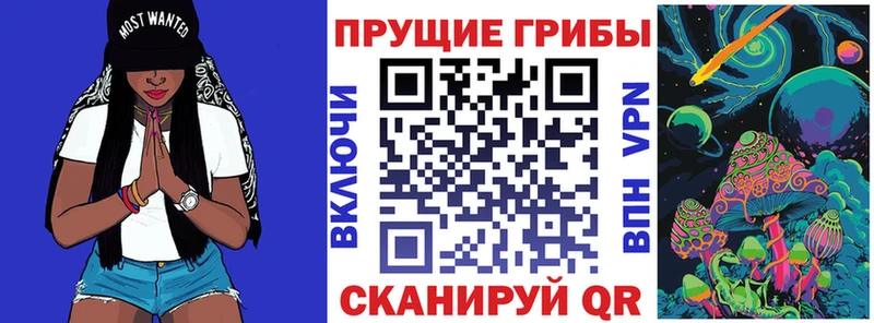 Галлюциногенные грибы Psilocybe  купить наркоту  Новосиль 